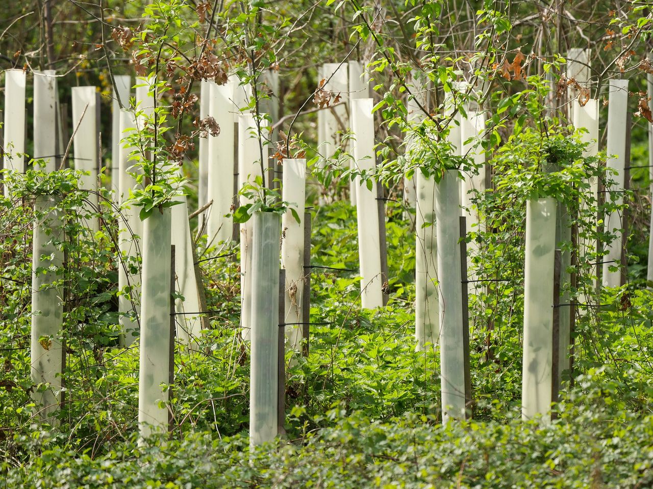 Four afforestation licences issued by DAFM so far in 2023