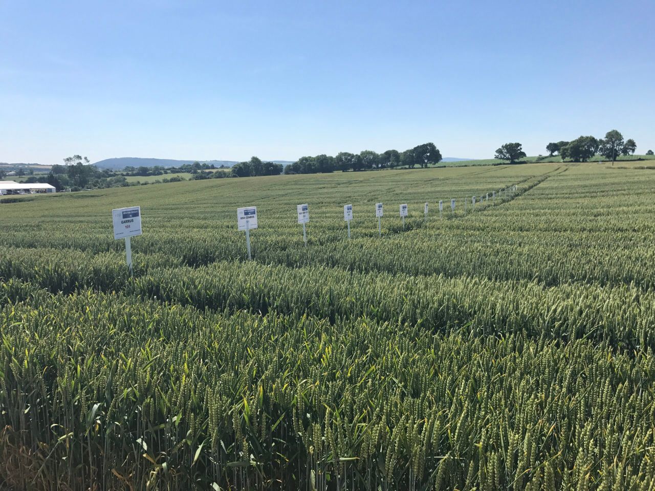 Dry year doesn't test varieties for disease