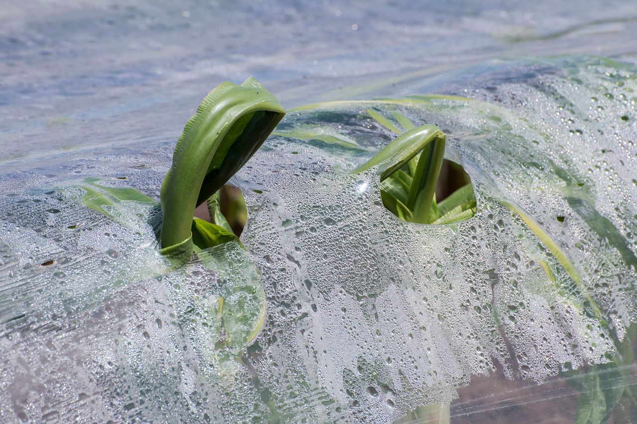 Maize crops get off to a 'strong start' following good May weather