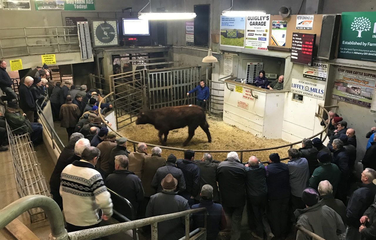 Ballinasloe Mart: Pics and prices from heifer and bullock sale