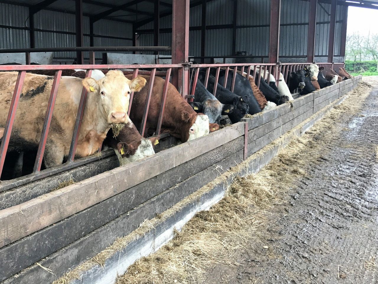Having all the essentials ready for the calving season