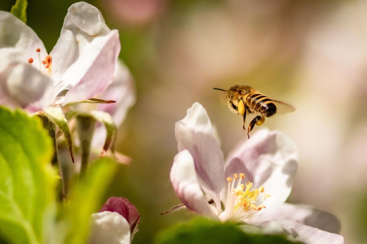 Research: Bee diversity needed to maintain crop pollination
