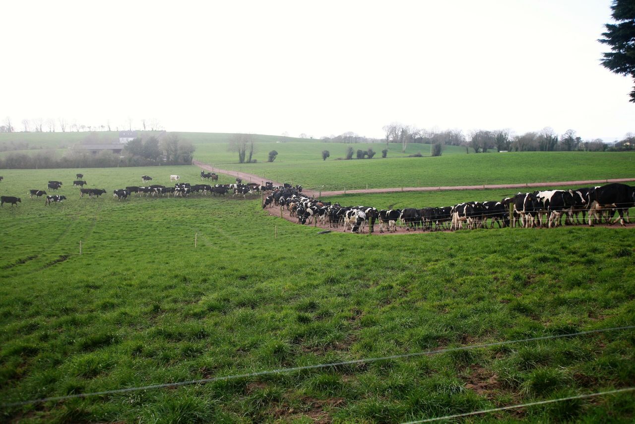 'Farmers need to be proactive about lameness'