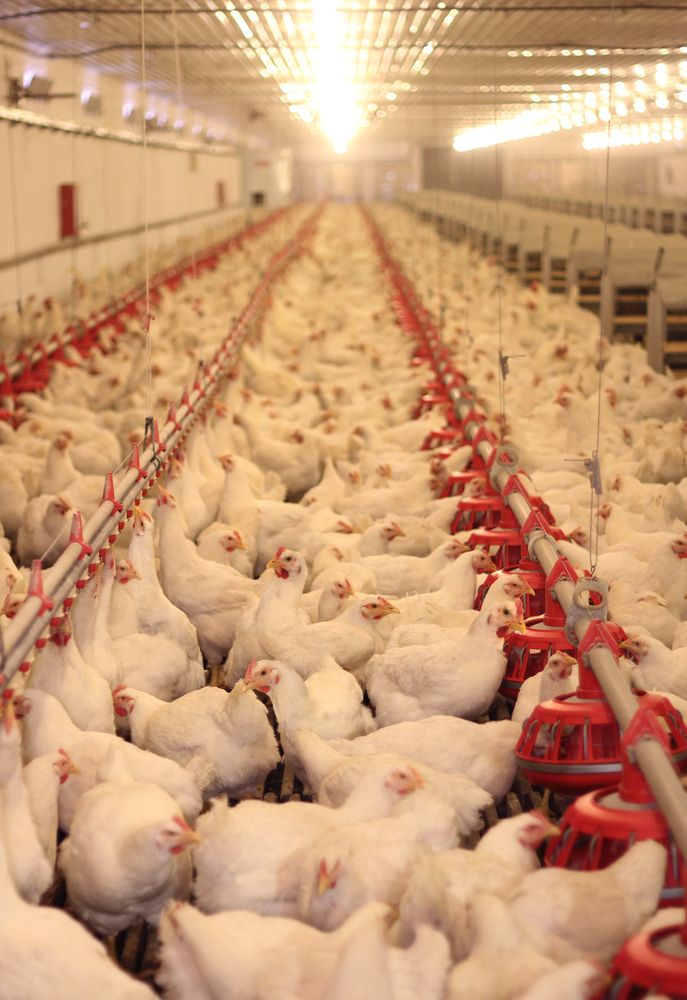 Irish poultry set for funding bonanza