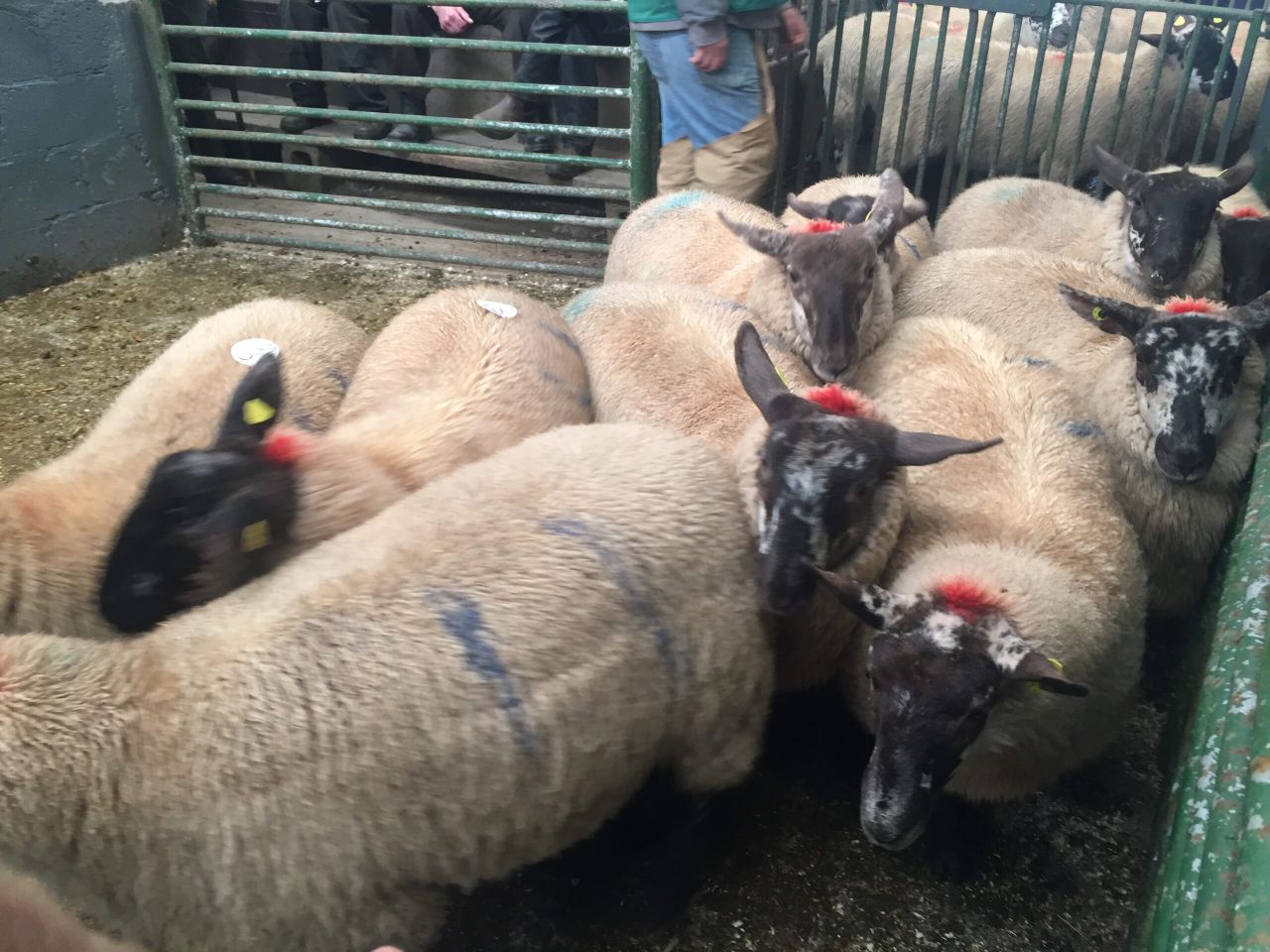 Processors move to tighten grip on spring lamb market
