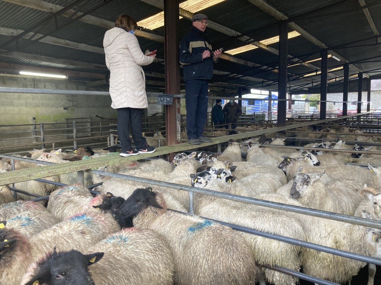 Pics and prices: Hogget prices to €166/head at Loughrea