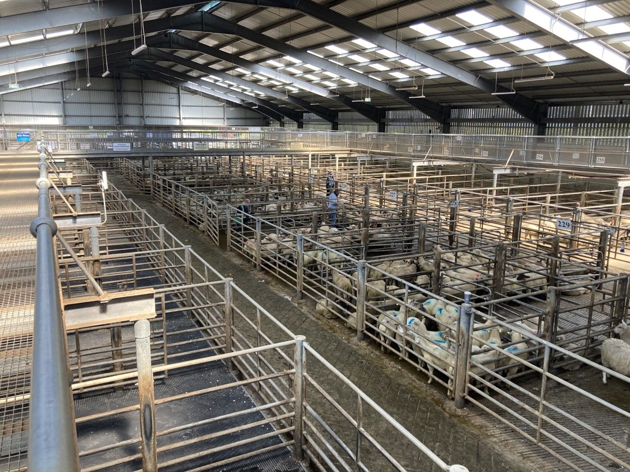 Trade for spring lambs goes 'belly up' at Kilkenny Mart
