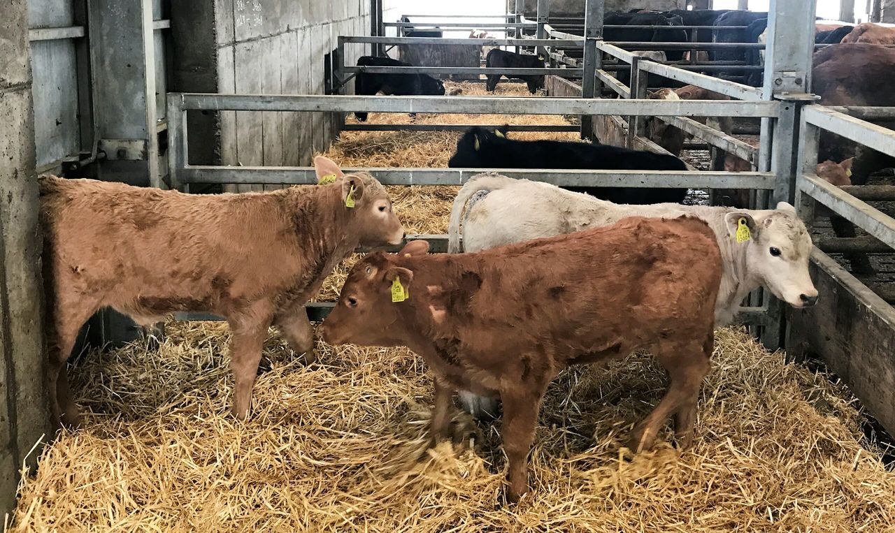 Beef calf registrations down by over 25,500 head on 2017 levels