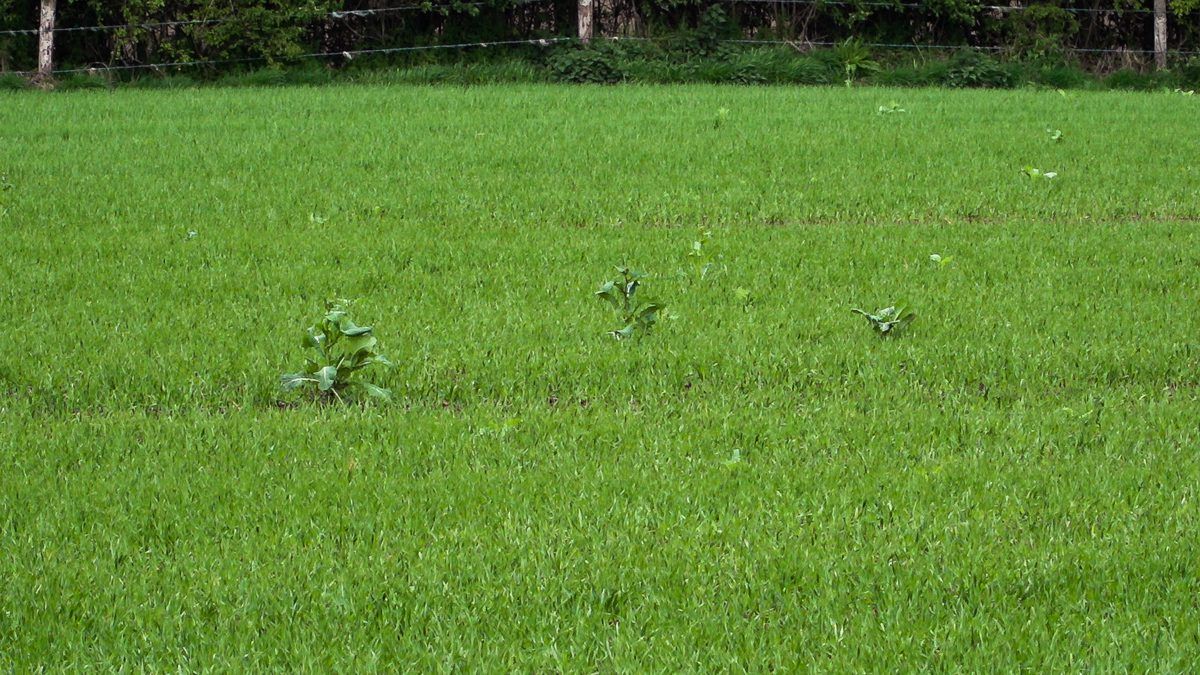 Understanding your soil to optimise weed control