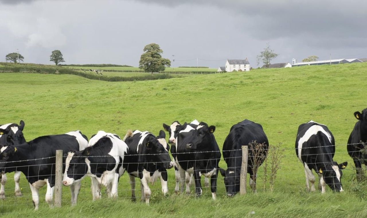 Cash reward offered for recovery of 7 stolen heifers