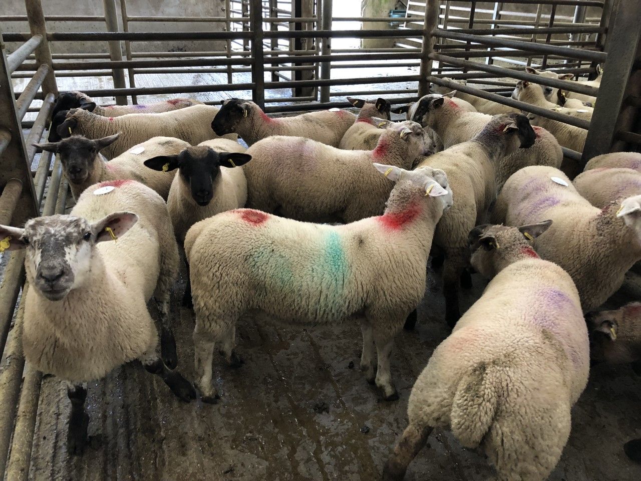 Sheep trade: Spring lamb base prices move up 5-10c/kg