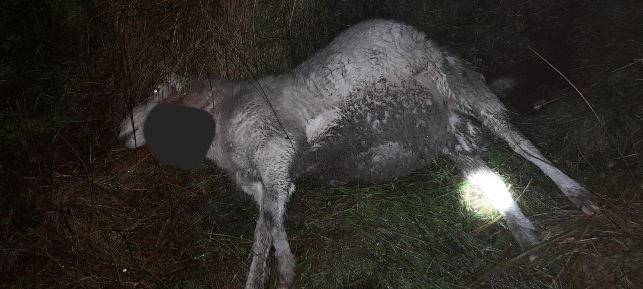 Kerry sheep farmer calls for compensation fund after dog attack