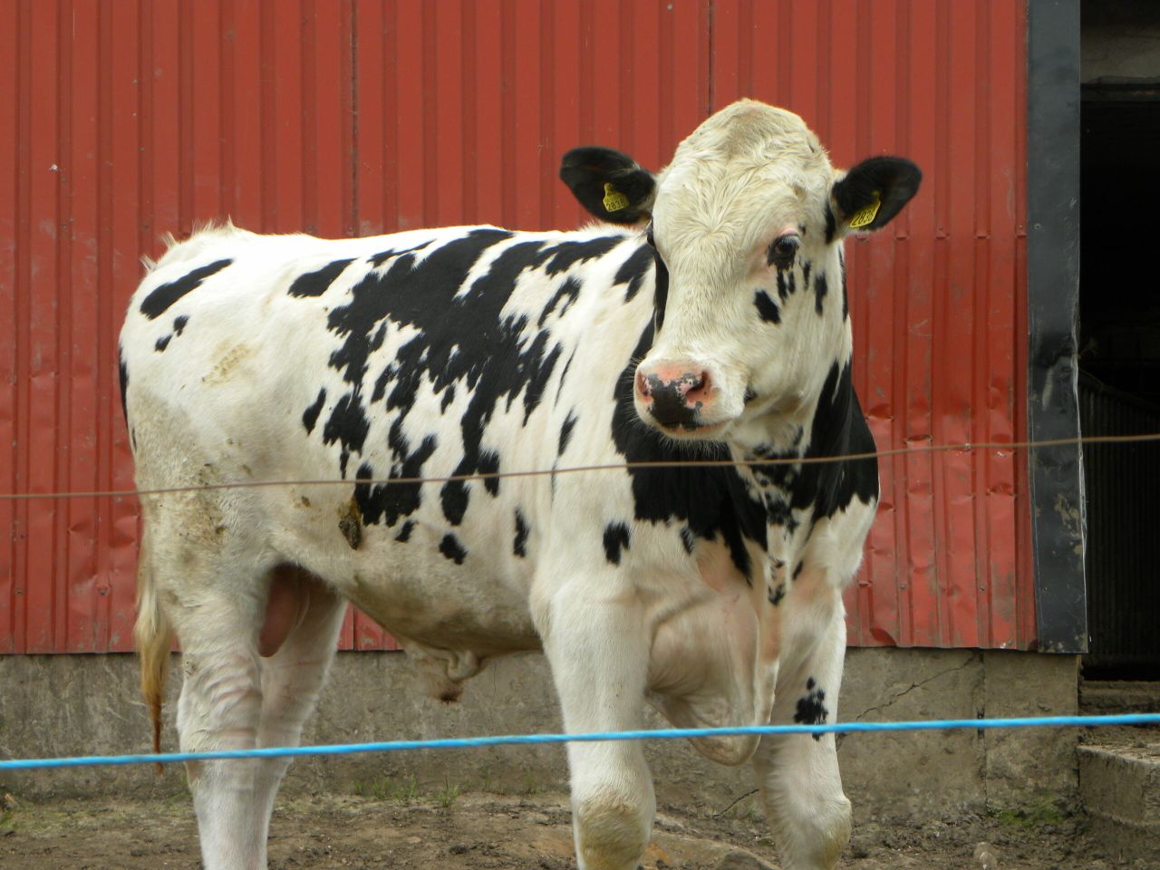 Don't underestimate the value of a vasectomised bull