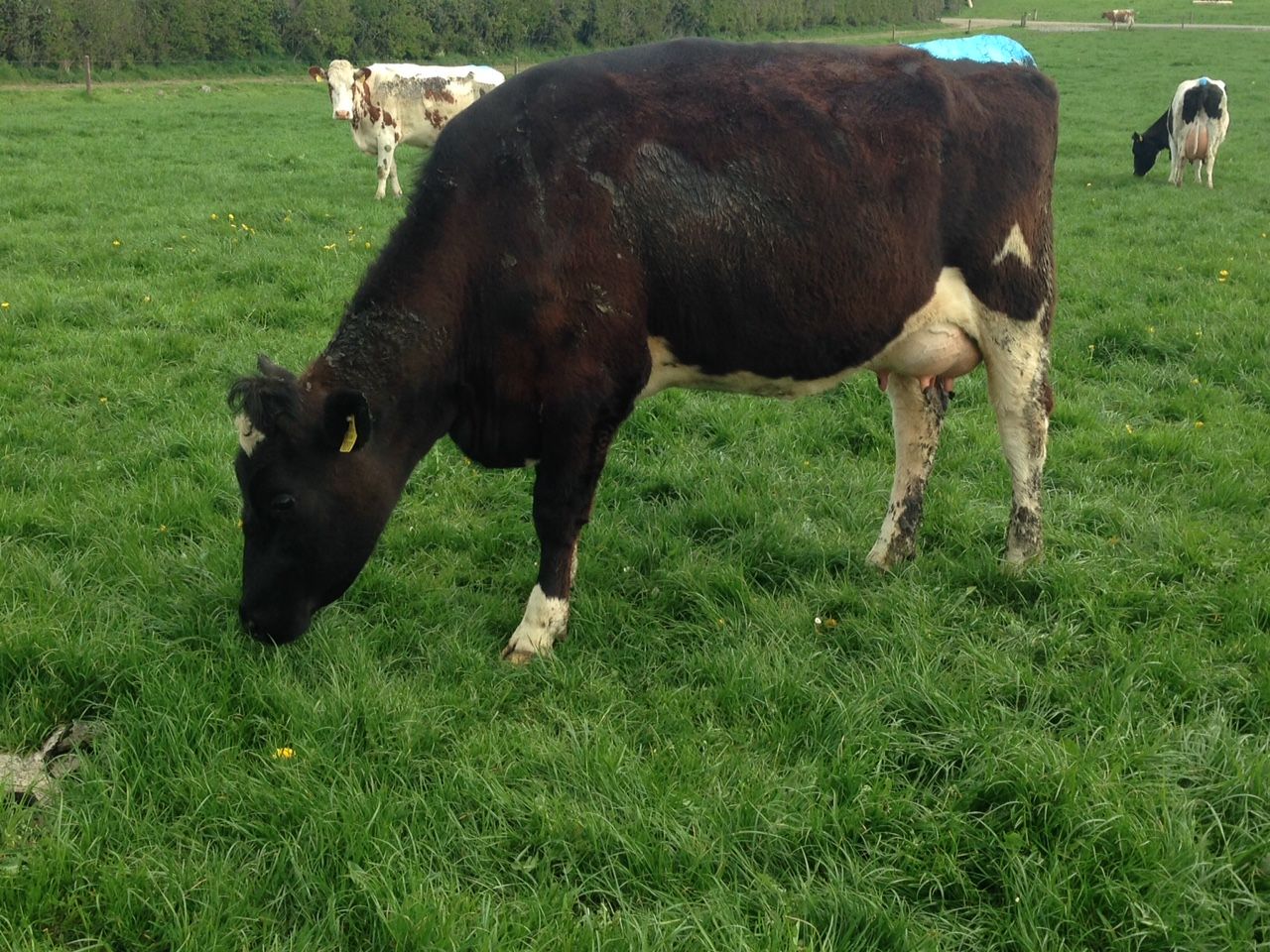 'New dairy entrants need a "big bang" approach'