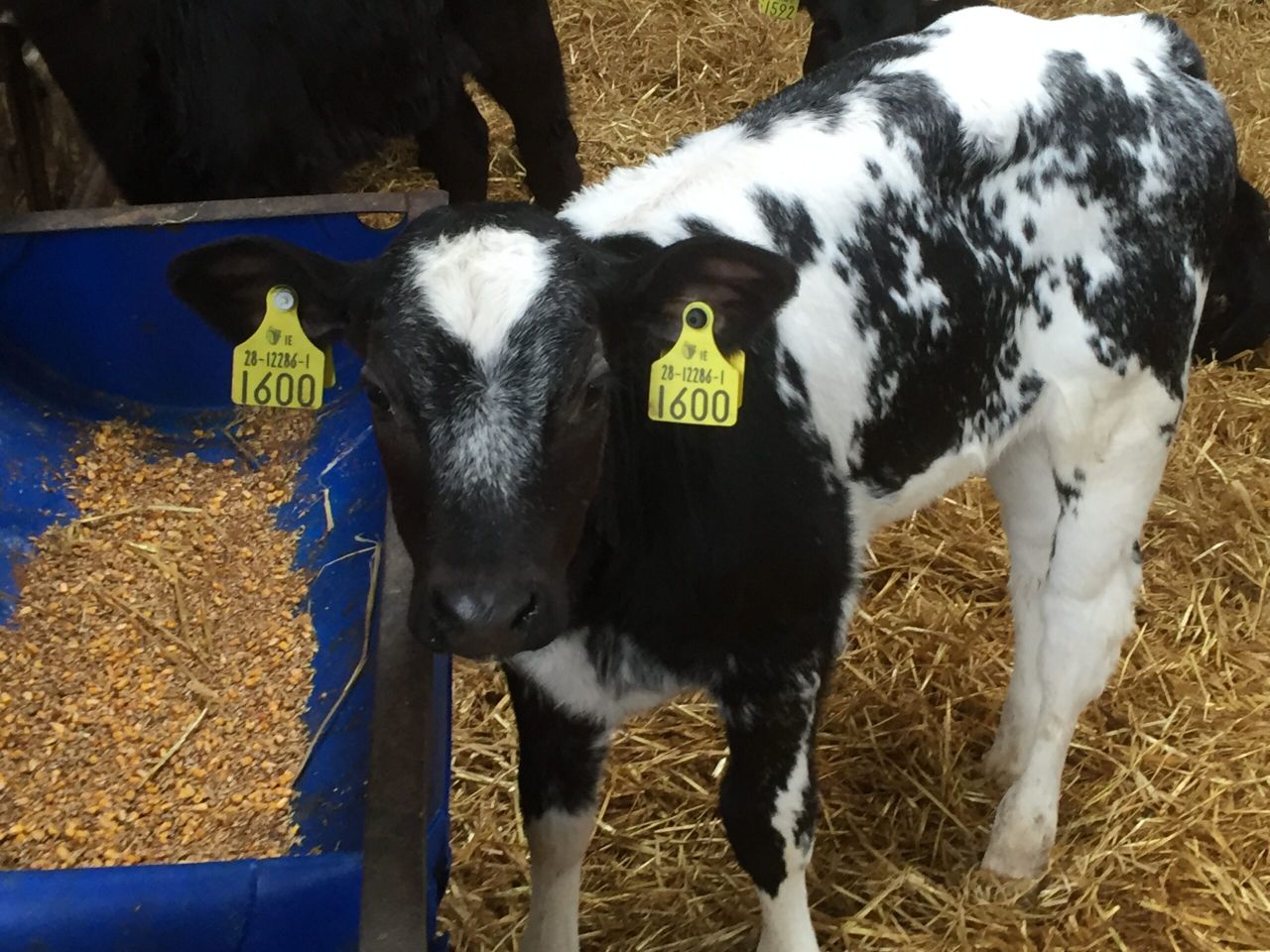 Drop in calf births points to later calvings at farm level