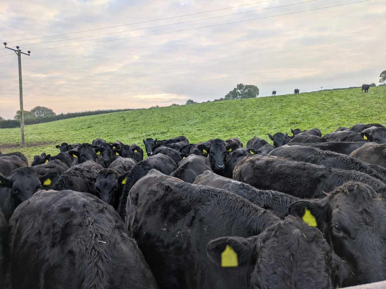 Aldi/ABP Wagyu beef partnership set to further expand farmer initiative