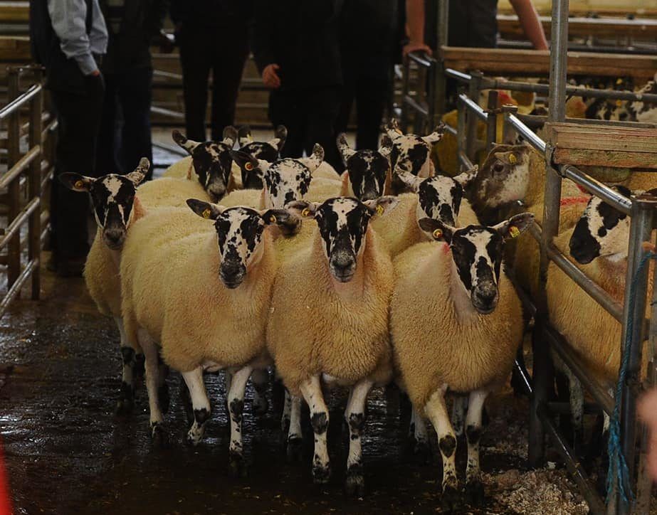 Mayo Mule and Greyface sale sees easier trade than last year