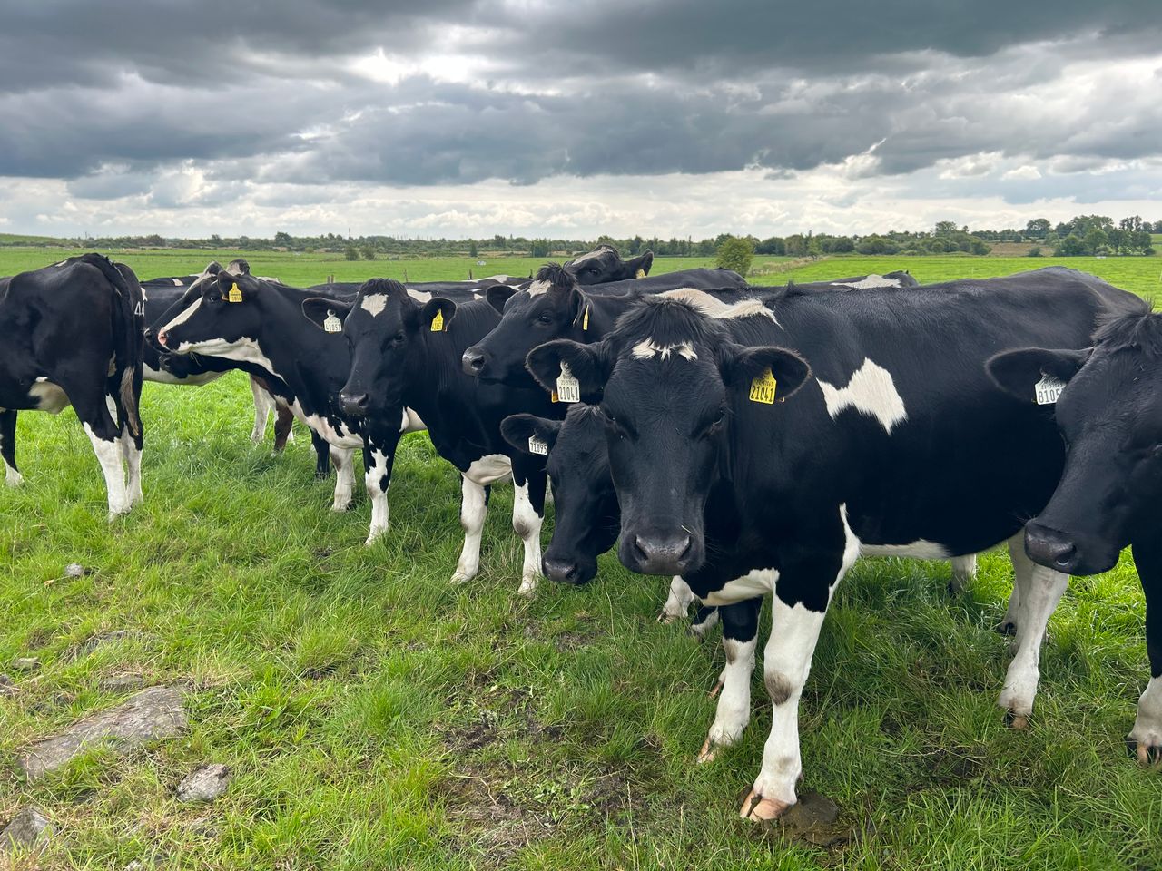 Spring grass key to heifers achieving target weights