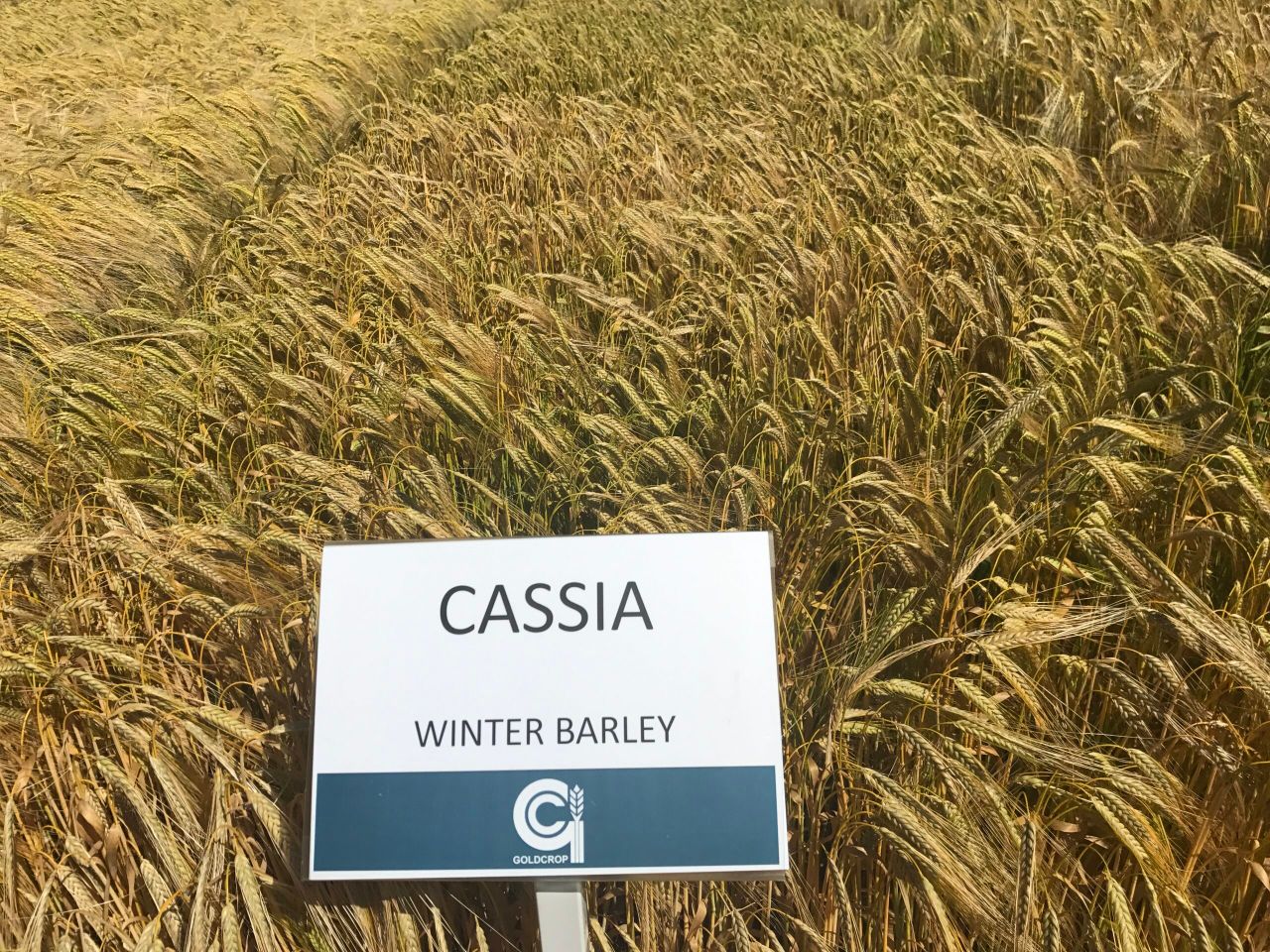 Order seed early...when it's gone, it's gone