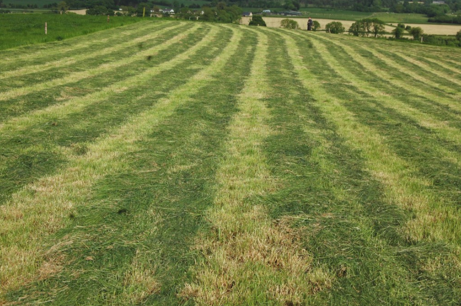 Is pre-mowing paddocks worthwhile or is it a waste of time?
