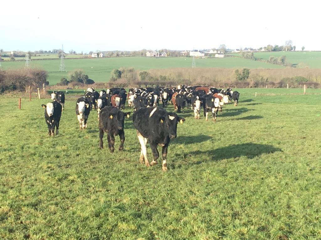 Managing spring grazing in counties Meath, Kildare and Roscommon