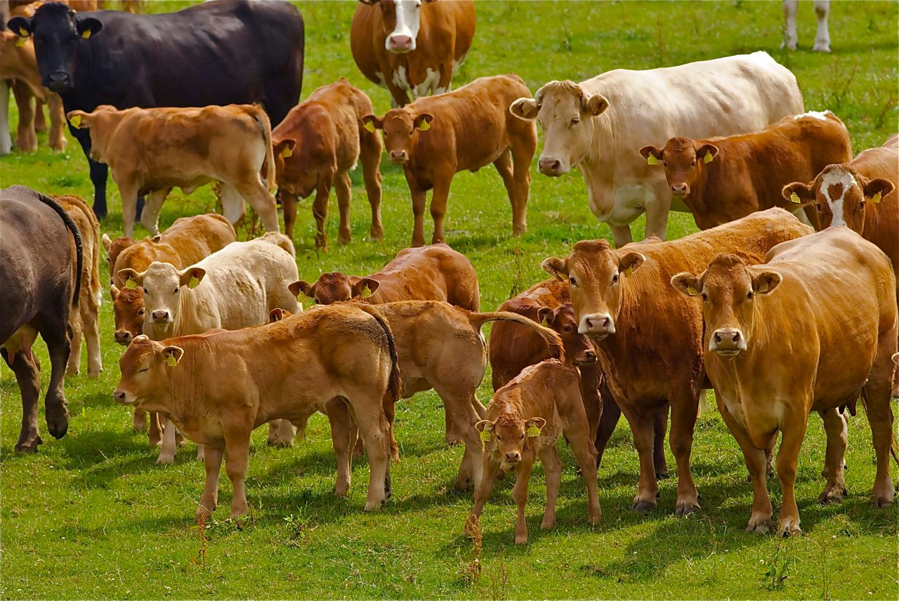 Demand for high welfare meat 'depends on consumers’ post-Brexit