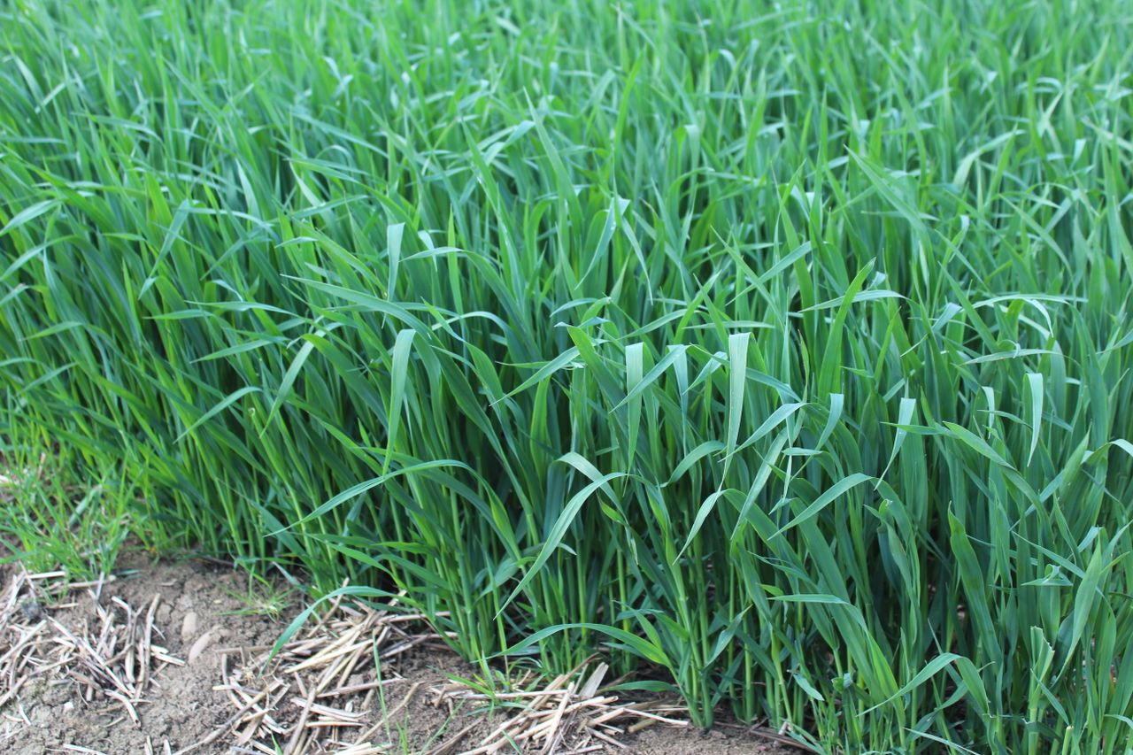 Tillage: Spring barley crops are a real mixed bag