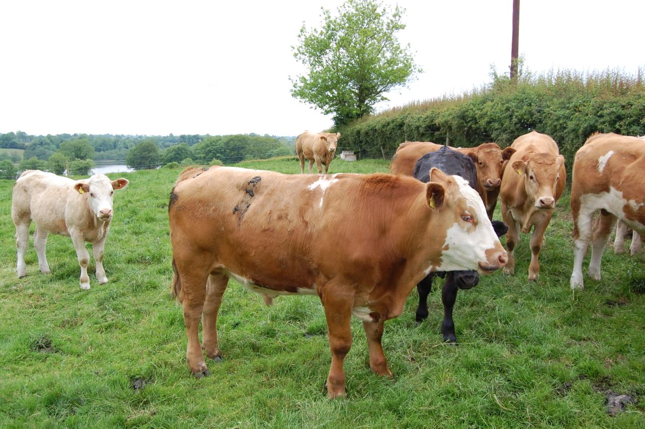 Weekly beef kill still above 30,000 but total kill is well behind 2014 figures