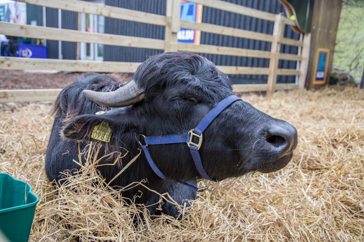'Sourcing milking buffalo in Europe is a challenge'