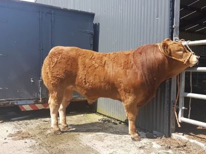 'No bull' as rural community group raises funds with pedigree Limousin bull