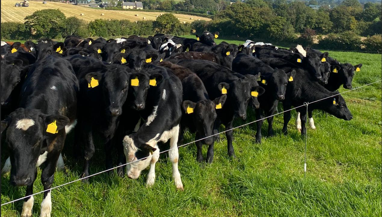 Managing calves as they are turned out to grass