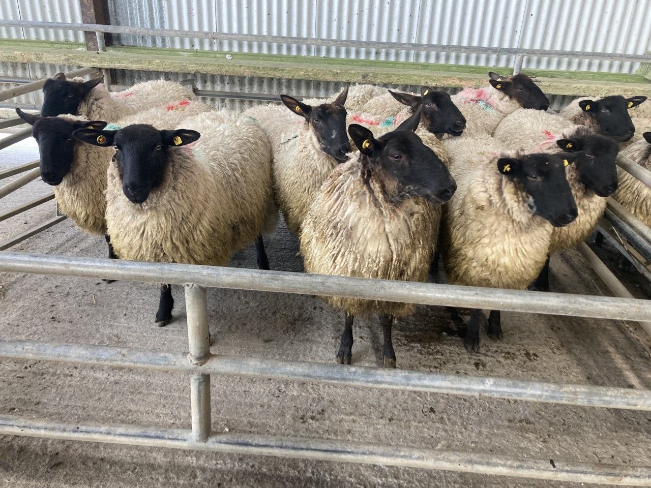 Pics and prices: Hogget prices reach €166/head at Headford Mart