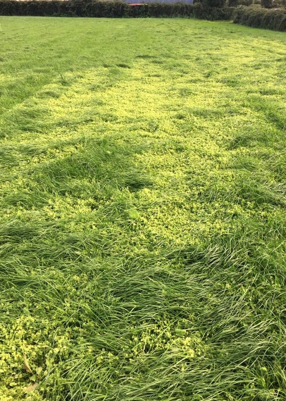 Chickweed can smother grass in new reseeds