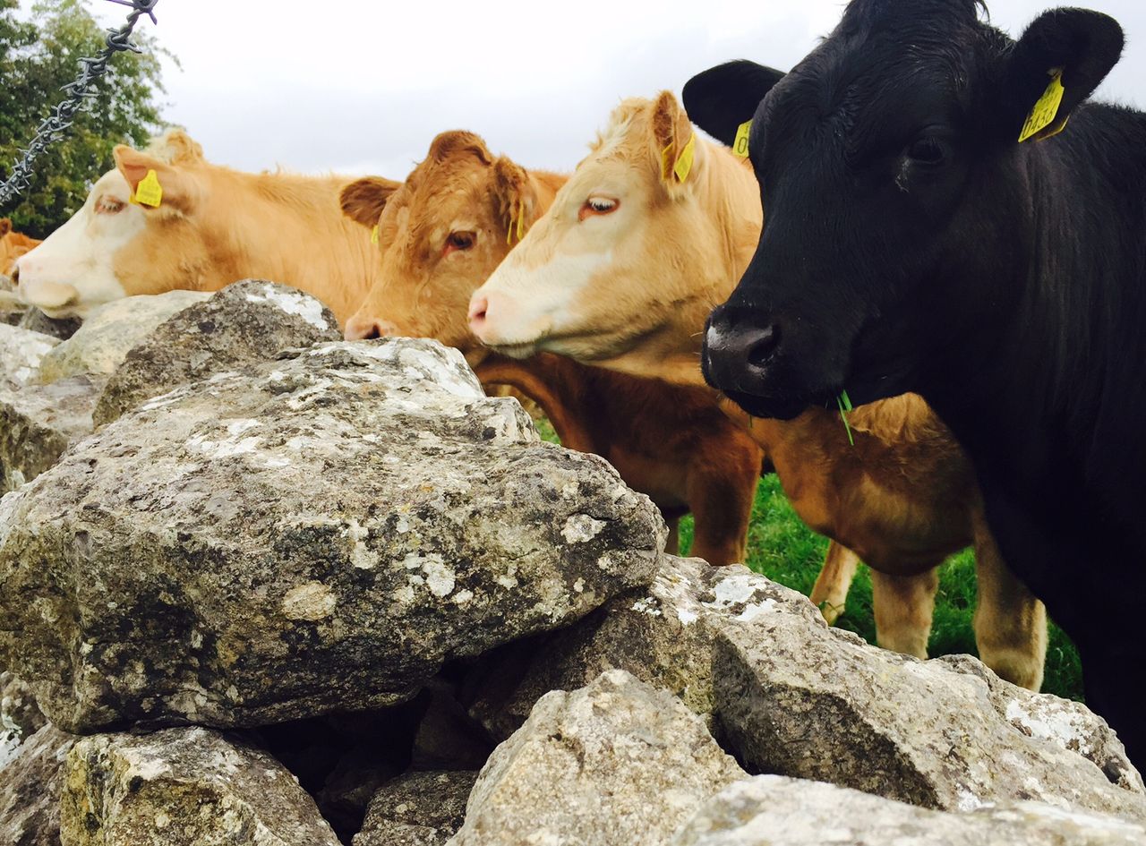 Weak euro drives sharp rise in cattle exports to Northern Ireland - Coveney