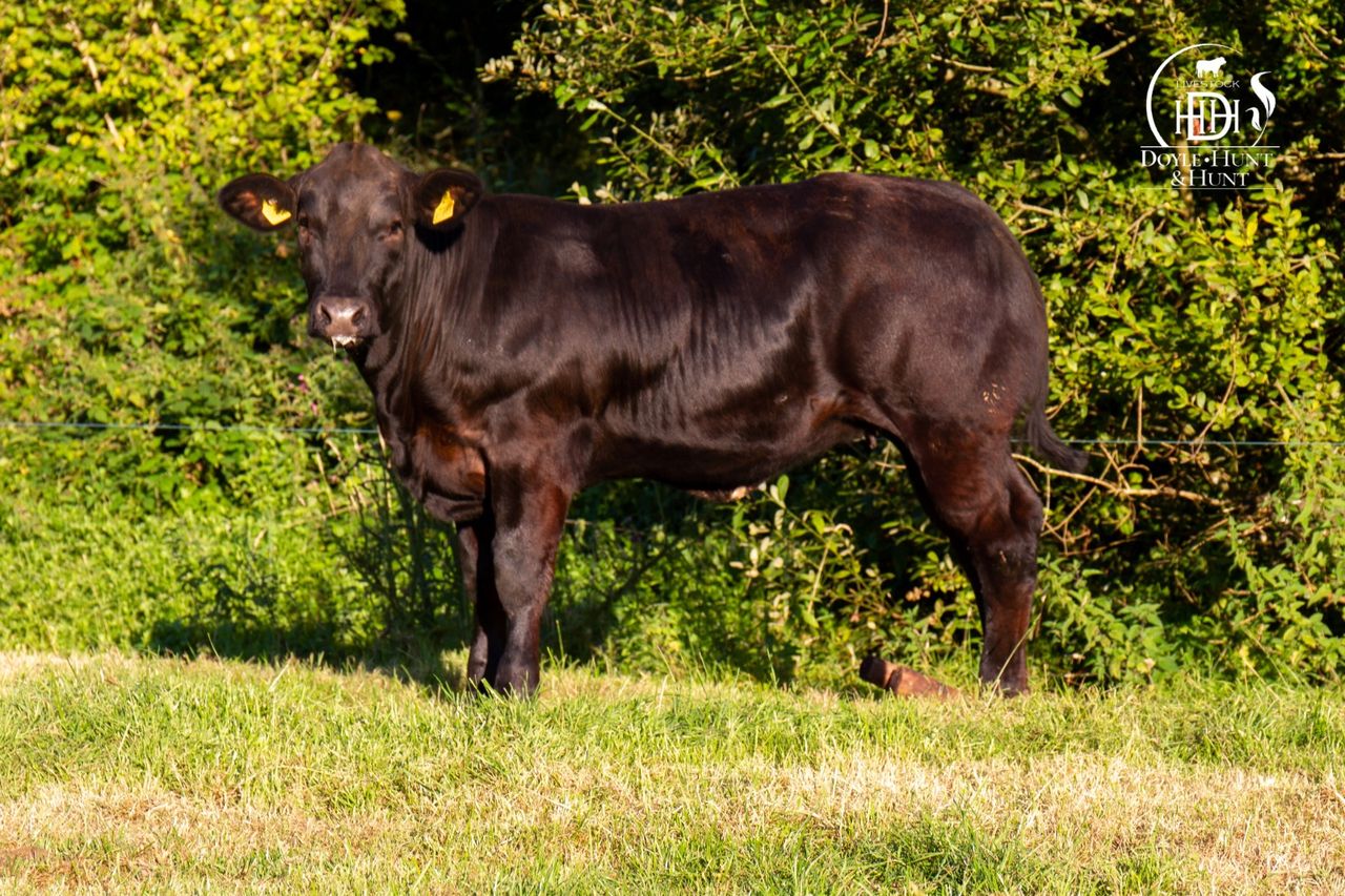 Online sale of commercial 'show heifers' this evening