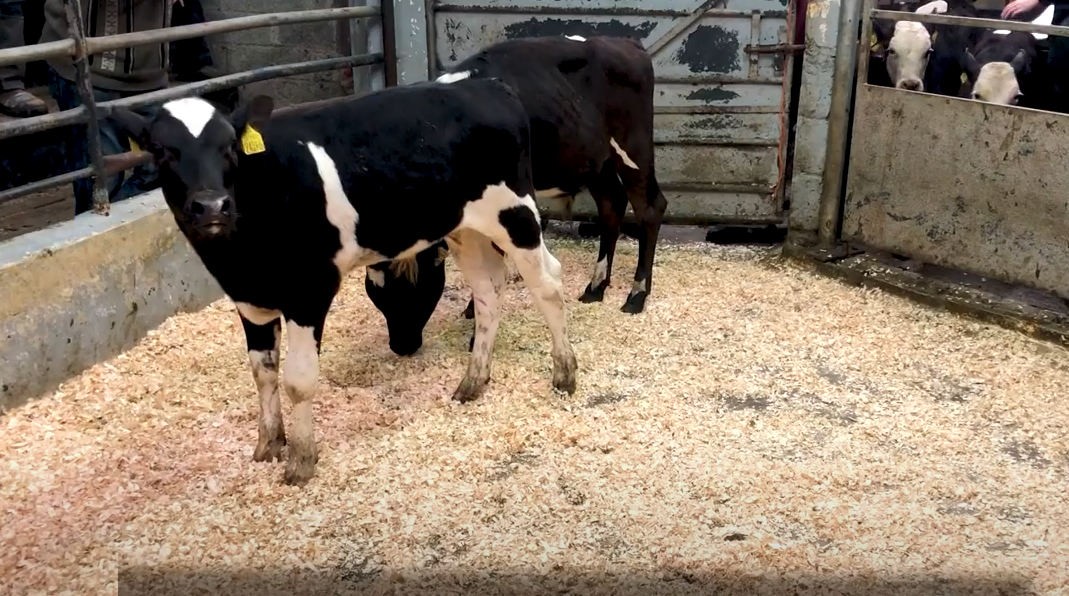 Table: Weekly average calf prices by age and sire breed