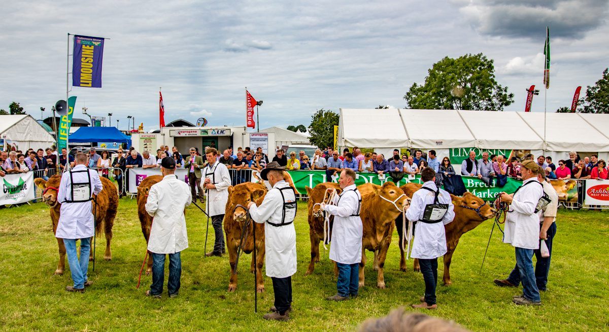 Video: Hundreds of cattle battle it out for top honours at the Tullamore Show