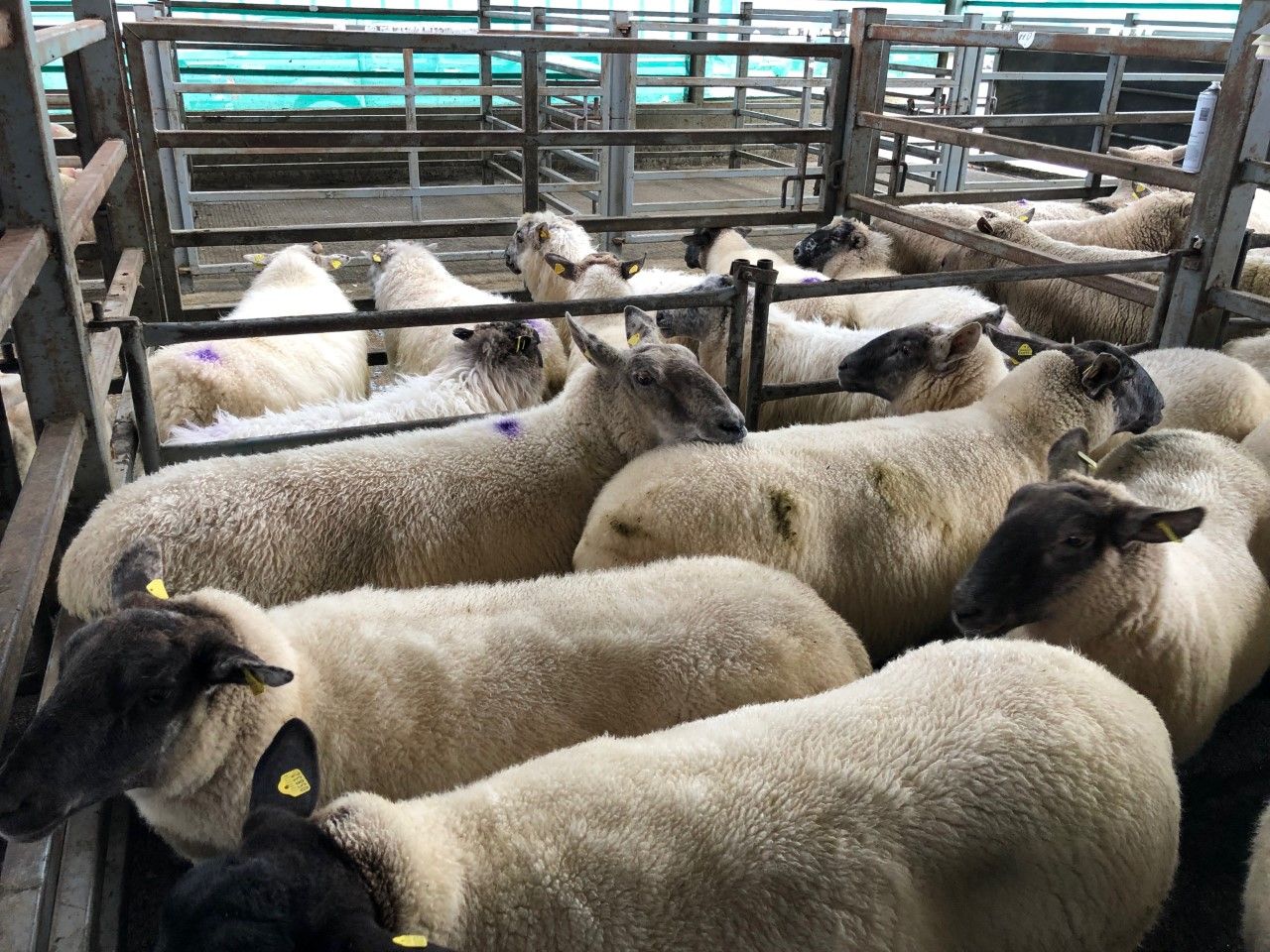 Sheep trade: Processors increase prices as supplies tighten