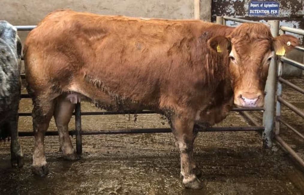 Pics and prices: Better trade for dry cows at Dowra Mart
