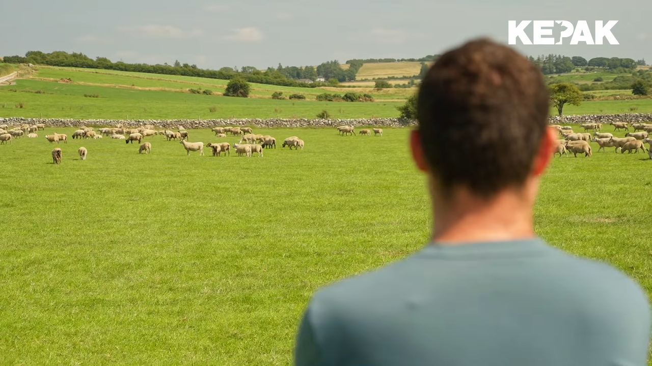 Roscommon young suckler &amp; sheep farmer insight on factory 'KT group'