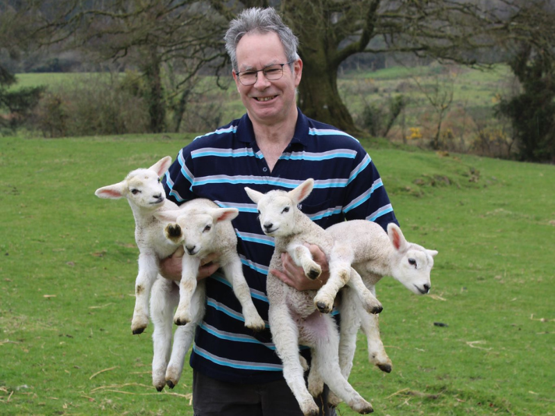 Longford farmer's wooly wonder as ewe gives birth to quadruplets