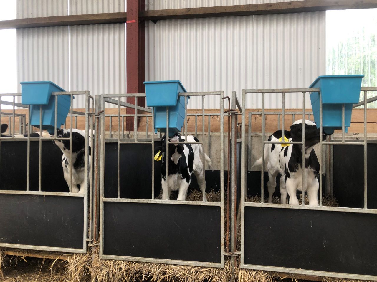 Down dairy farmer sets his heifers up for success