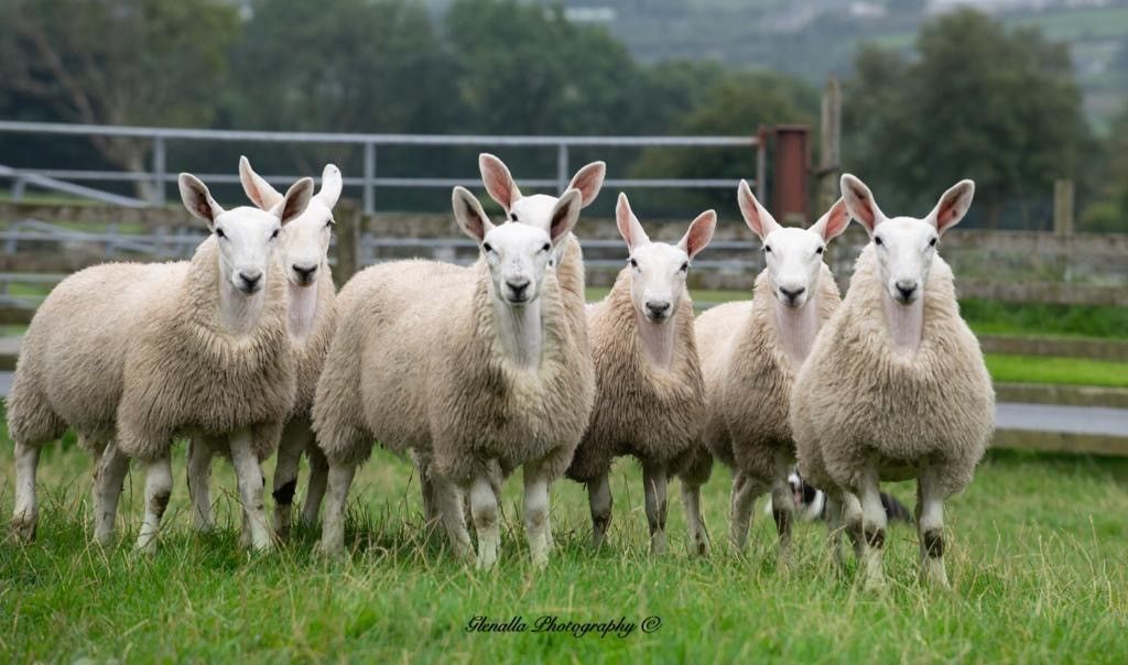 Donegal cheviot group gears up for annual sale this Friday