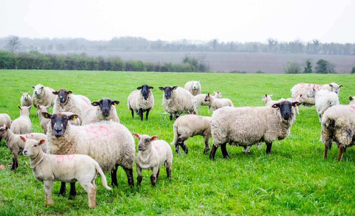 Irish sheep industry could be in for a Brexit windfall