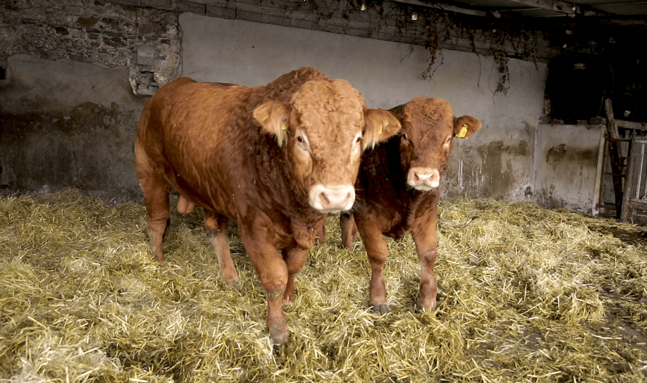 When is it appropriate to let out the stock bull?