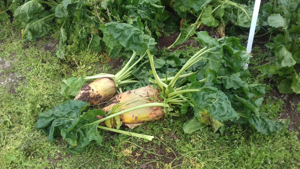 Prices: Beet going for €55/t in some cases
