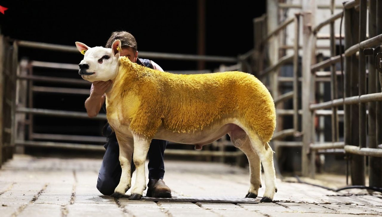 Ewe lambs average 1,300gns at Texel premier sale