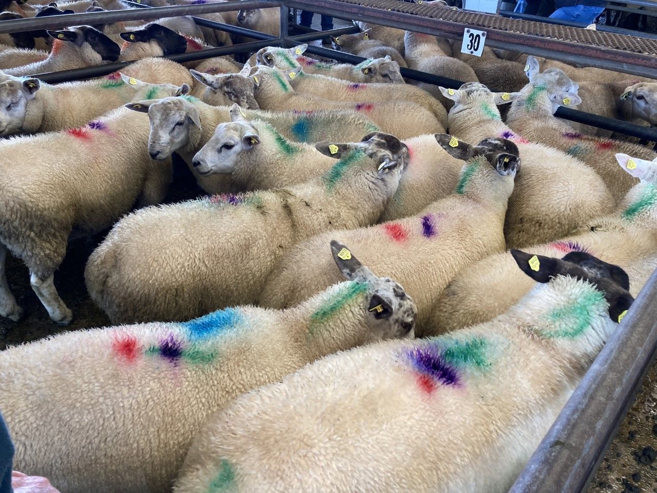 'Lambs from north processed ahead of local supplies' - ICSA