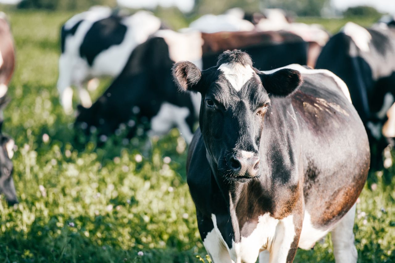 Budget 2023 case study: The dairy farmer