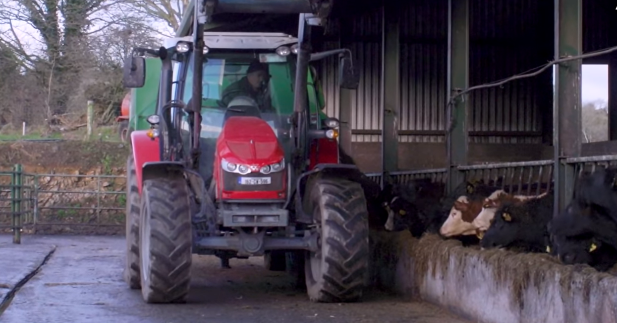ABP Demo Farm: Cattle and store lamb performance update